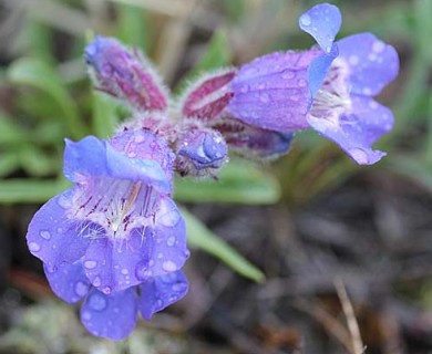 Penstemon gormanii