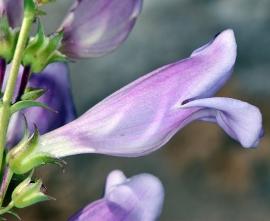 Penstemon laevis