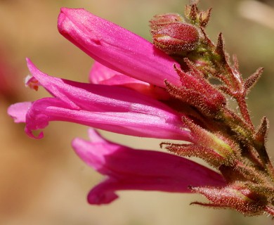 Penstemon newberryi