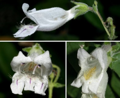 Penstemon pallidus