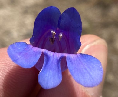 Penstemon perpulcher