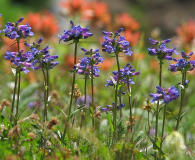 Penstemon procerus