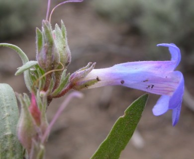 Penstemon pumilus