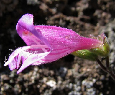 Penstemon richardsonii