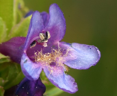 Penstemon rydbergii