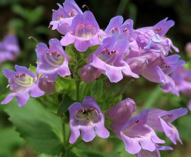 Penstemon serrulatus