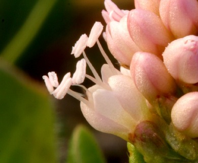 Persicaria amphibia