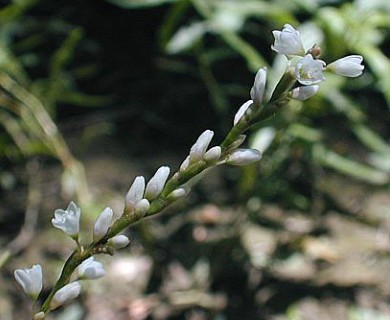 Persicaria hydropiperoides