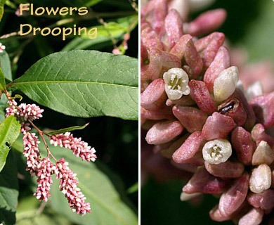 Persicaria lapathifolia