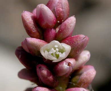 Persicaria maculosa