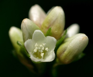 Persicaria sagittata