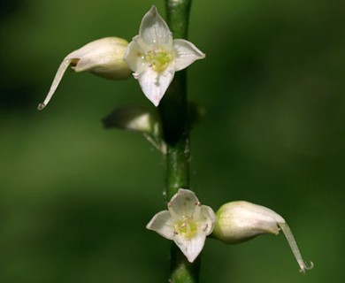 Persicaria virginiana