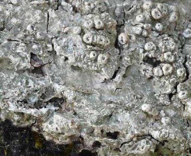 Pertusaria sinusmexicani