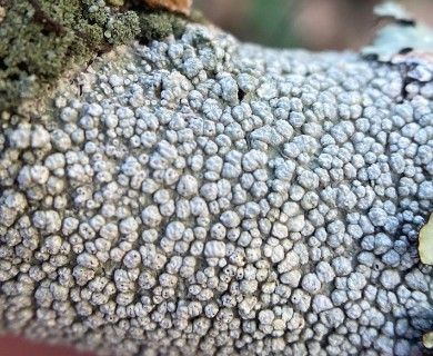 Pertusaria subpertusa