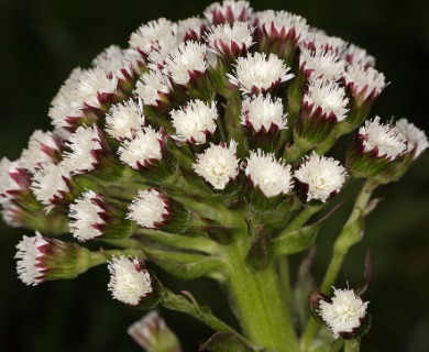 Petasites frigidus