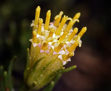 Peucephyllum schottii