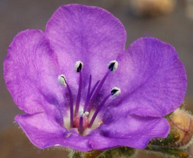 Phacelia calthifolia