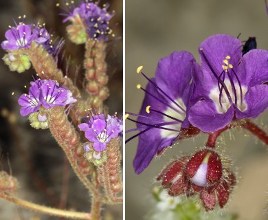 Phacelia crenulata