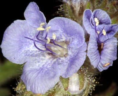 Phacelia distans