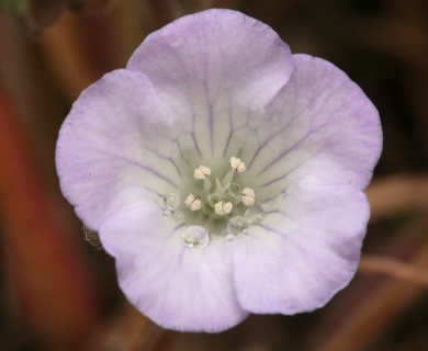 Phacelia douglasii