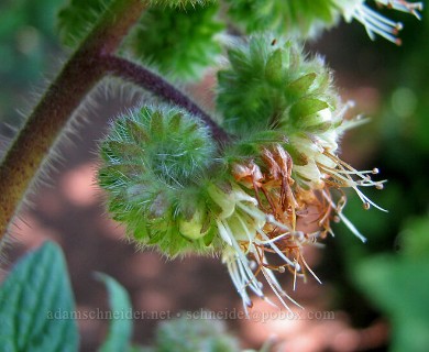 Phacelia nemoralis