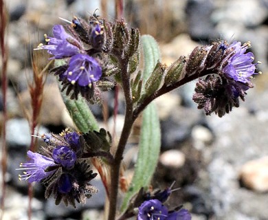 Phacelia quickii