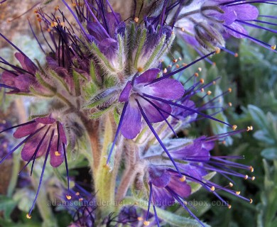 Phacelia sericea