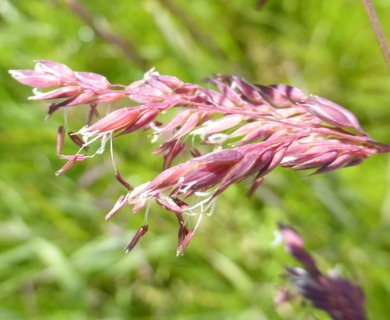 Phalaris arundinacea