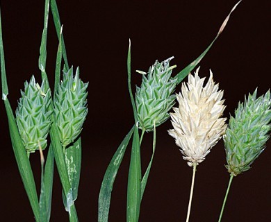 Phalaris canariensis