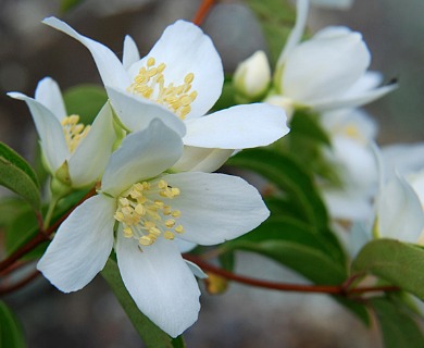 Philadelphus lewisii