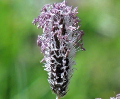 Phleum alpinum