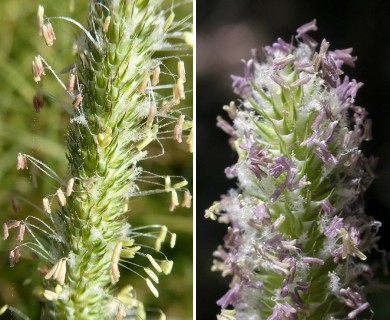 Phleum pratense