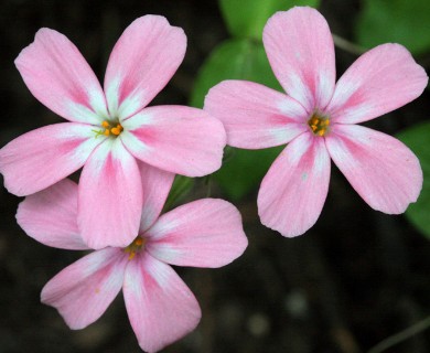 Phlox adsurgens