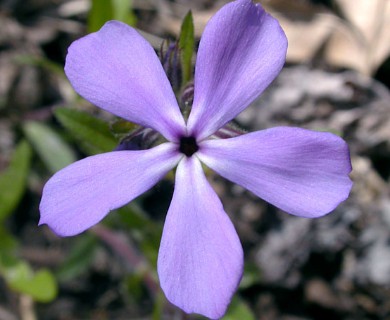 Phlox divaricata