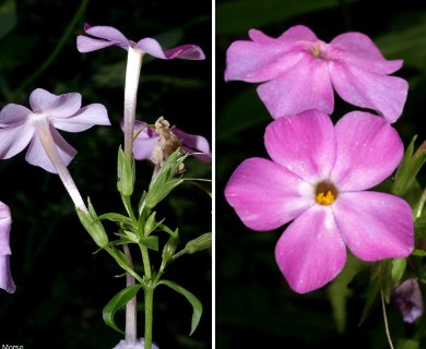 Phlox glaberrima