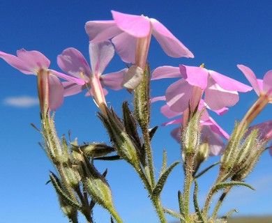 Phlox longifolia