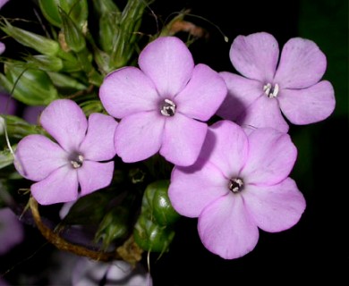 Phlox paniculata