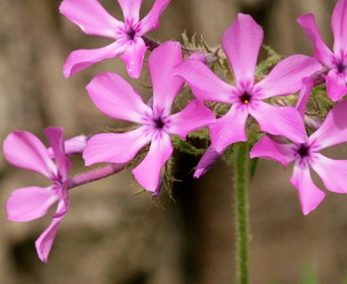 Phlox pilosa