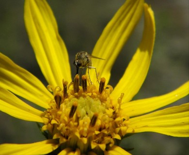 Phoebanthus grandiflorus