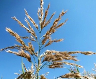 Phragmites australis