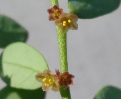 Phyllanthus caroliniensis