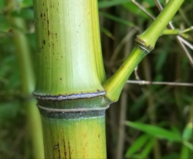 Phyllostachys aureosulcata