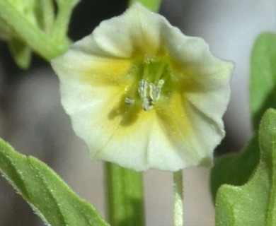 Physalis angulata