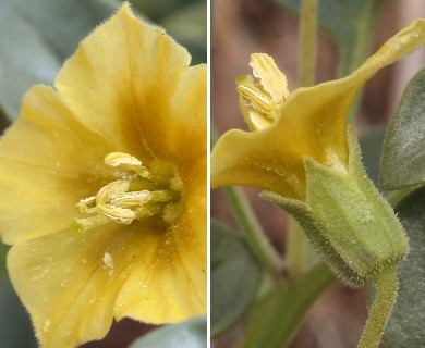 Physalis crassifolia