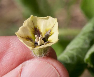 Physalis pubescens