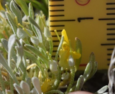 Physaria pycnantha