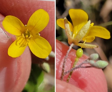 Physaria recurvata