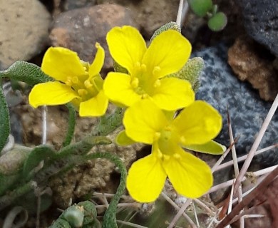 Physaria spatulata