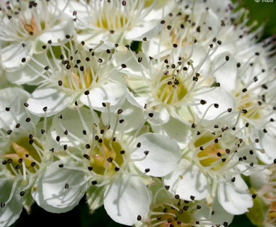 Physocarpus capitatus