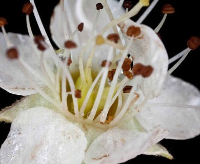 Physocarpus opulifolius